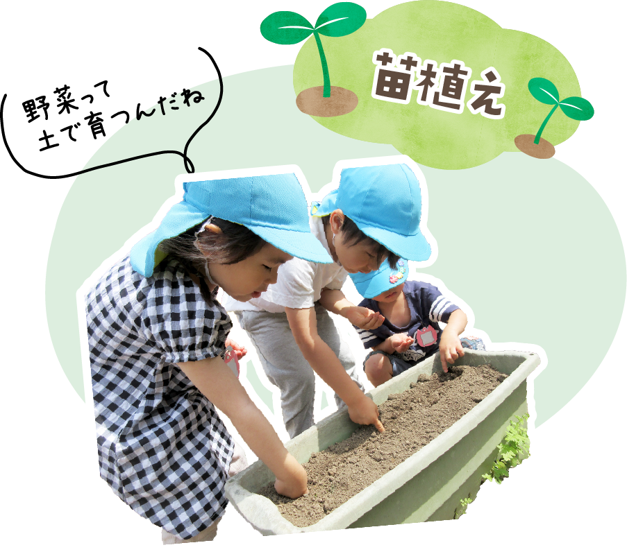 苗植え 野菜って土で育つんだね